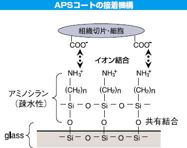 直销松浪硝子白縁磨フロストNo.2 APS /S8227/S8443/S8112