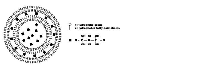 氯膦酸钠SUV脂质体与对照SUV脂质体