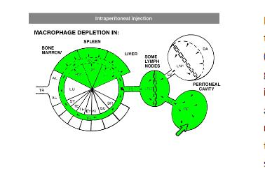 氯膦酸钠SUV-PEG脂质体与对照SUV-PEG脂质体