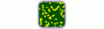 Gold Nanoparticles, 3 nm, 0.01% Au           Cat. No. GP01-3-100     3 nm    100 mL