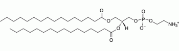 1,2-dipalmitoyl-sn-glycero-3-phosphoethanolamine, DPPE           Cat. No. L3-DPPE     MW 691.959    50 mg