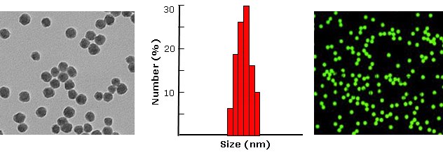 Streptavidin silica particles, green fluorescent           Cat. No. Si100-FCSV-1     100 nm    0.5 mL