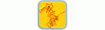 Gold Nanorods, Protein A labeled, SPR peak 550           Cat. No. GR550-PrA-1         1 mL