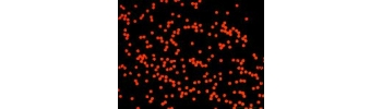 Red colored Silica nanoparticles           Cat. No. Si100-R-1     100 nm    1 mL