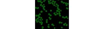 Silica Particles, aqueous suspension           Cat. No. Si01-5-1     5 nm    1 mL