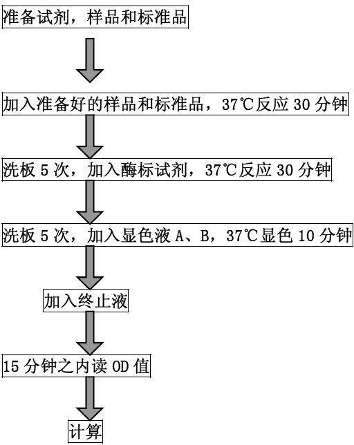 人肝细胞生长因子（HGF）ELISA试剂盒免费代测BS-0035