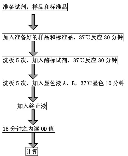 大鼠Ⅲ型前胶原氨基端肽（PⅢNT）ELISA试剂盒BS-2955