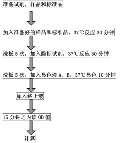 人大内皮素（BigET）ELISA检测试剂盒报价BS-0914